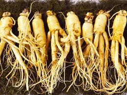 Sử dụng Hồng Sâm thế nào cho đúng cách